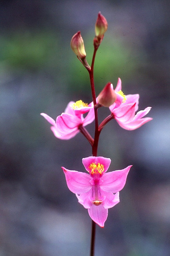 Calopogon multiflorus - Wikipedia