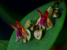 Lepanthes decipiens