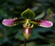 Paphiopedilum hookerae