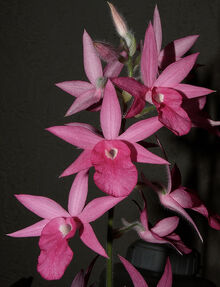 Calanthe rosea