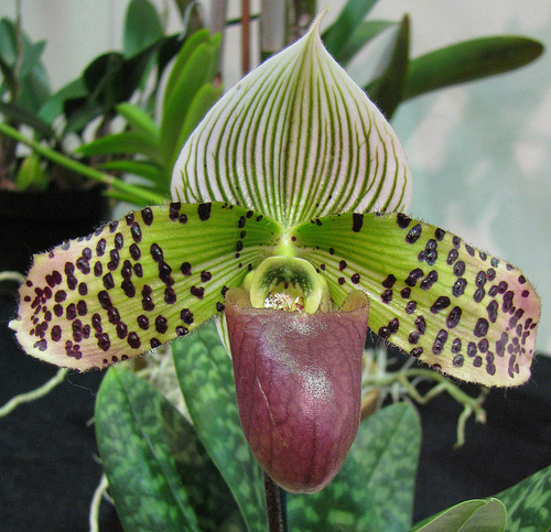 Paphiopedilum Hamlet's Quest | Orchids Wiki | Fandom