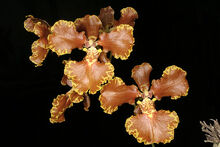 Oncidium forbesii