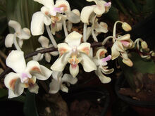 Phalaenopsis celebensis