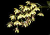 Dendrobium gracilicaule inflor.jpg