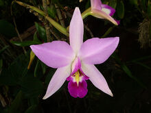 Laelia gouldiana