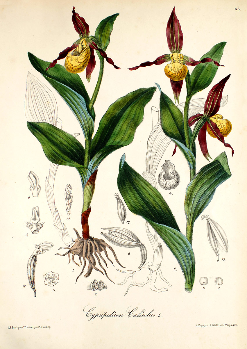 Cypripedium Orchids Wiki Fandom