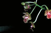 Dendrobium bifalceg.jpg
