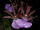 Zygopetalum triste