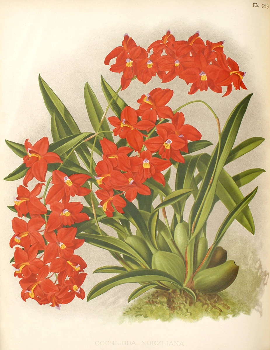 Cochlioda Orchids Wiki Fandom