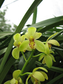 Cymbidium Ensichlor