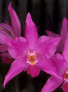 Laelia gouldiana2