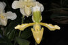 Paph. insigne sanderianum