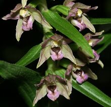 Epipactis helleborine flowers2