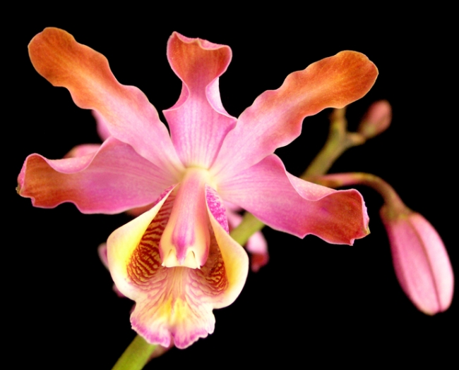Myrmecophila tibicinis | Orchids Wiki | Fandom