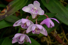 Dendrobium kingianum