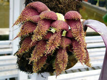 Bulbophyllum phalaenopsis