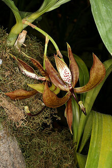 Cycnoches loddigesii male