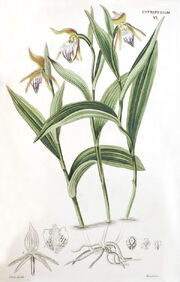 Cypripedium arietinum plate