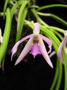 Leptotes pohlitinocoi