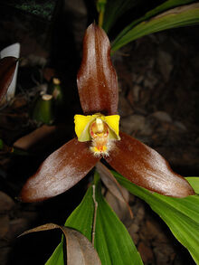 Lycaste lasioglossa