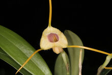 Masdevallia calosiphon