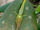 Pleurothallis microcardia