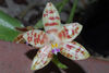 Phalaenopsis pallens denticulata