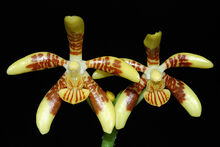 Phalaenopsis kunstleri