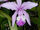 Cattleya intermedia