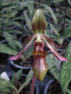 Paphiopedilum hookerae var. volonteanum