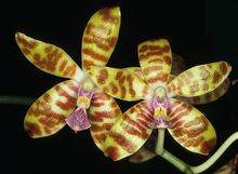 Phalaenopsis bastianii