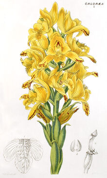 Chloraea piquichen print