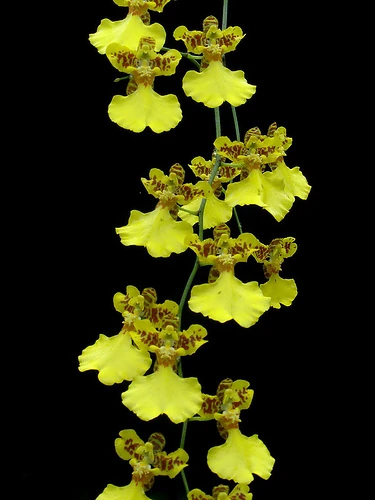 Oncidium flexuosum | Orchids Wiki | Fandom