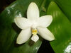 Phalaenopsis bellina alba