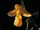 Cypripedium dickinsonianum