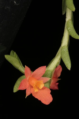 Fernandezia subbiflora Orchids Wiki Fandom