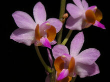 Phalaenopsis regnieriana