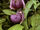 Cypripedium franchetii