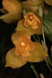 Lycaste crinita