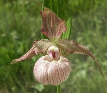 Cypripedium x ventricosum