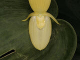 Pleurothallis titan