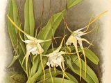 Aeranthes