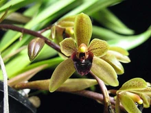 Cymbidium Sweet Devon | Orchids Wiki | Fandom
