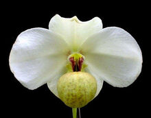 Paphiopedilum emersonii