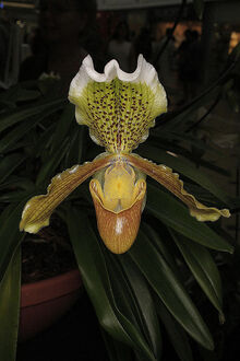 Paphiopedilum insigne