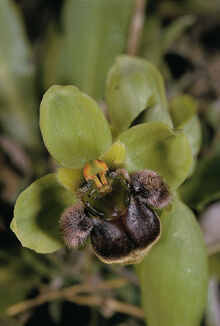 Ophrys bombyliflora