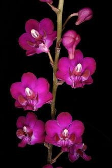 Phalaenopsis pulcherimma