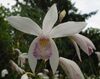 Bletilla striata var