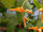 Gongora similis