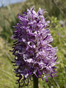 Orchis simia